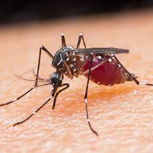 Малярия: симптомы, возбудители, диагностика и лечение