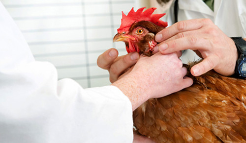 Курица у ветеринара