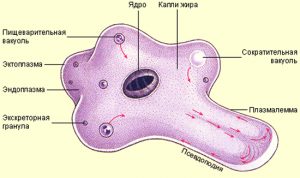 Циста амебы на рисунке