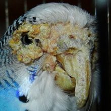 Клещ у попугая: причины появления, симптомы и что делать