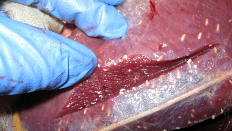 Кальцифицированные личинки в мясе свиньи