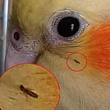 Паразиты и глисты у попугаев: виды и как от них избавиться