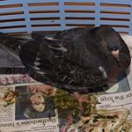 Кокцидиоз у голубей: причины, симптомы и лечение