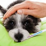 Лептоспироз у животных: причины, диагностика и вакцинация
