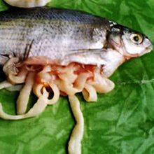 Лигулез у рыб: опасность для человека и меры профилактики