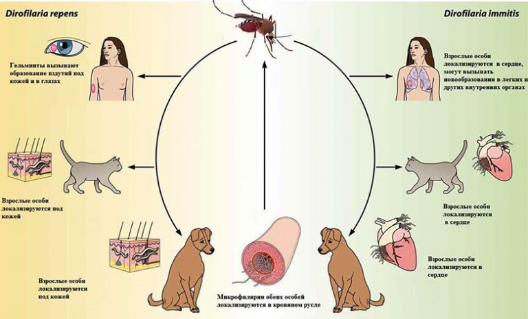Дирофиляриоз у человека симптомы фото