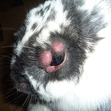 Миксоматоз у кроликов: симптомы, лечение и можно ли есть мясо