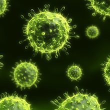 Почему вирусы называют внутриклеточными паразитами