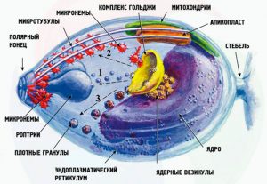 Какой цифрой обозначено на рисунке бесполое размножение малярийного плазмодия в крови хозяина