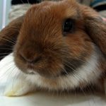 Глисты и паразиты у кроликов: признаки, и чем лечить