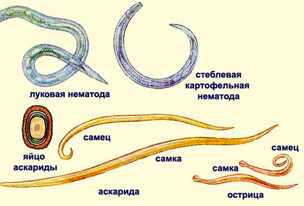 Круглые черви