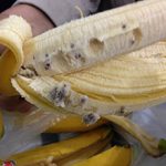 Черви и паразиты в бананах — откуда они берутся и насколько это опасно