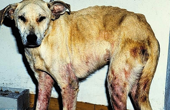 Собака с пораженными участками кожи