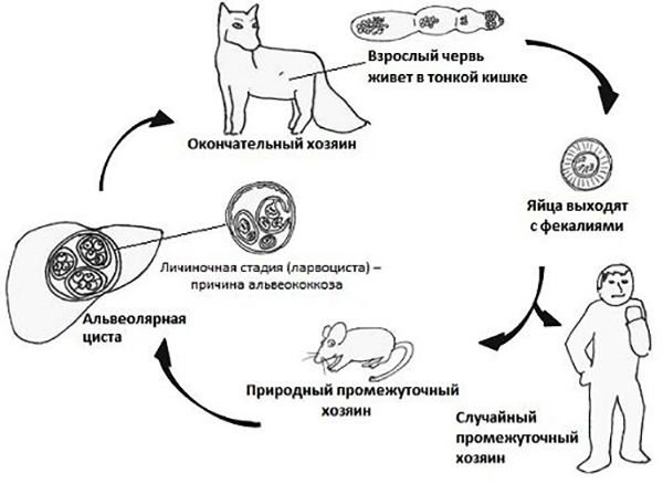 Жизненный цикл альвеококка