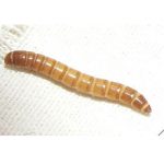 Мучные черви: что это, как их выращивают и чем они вредят