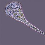 Инфузория трубач: жизненный цикл, строение и размножение