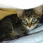 Кокцидиоз у кошек: причины, симптомы и лечение
