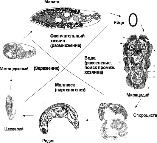 Жизненный цикл трематод